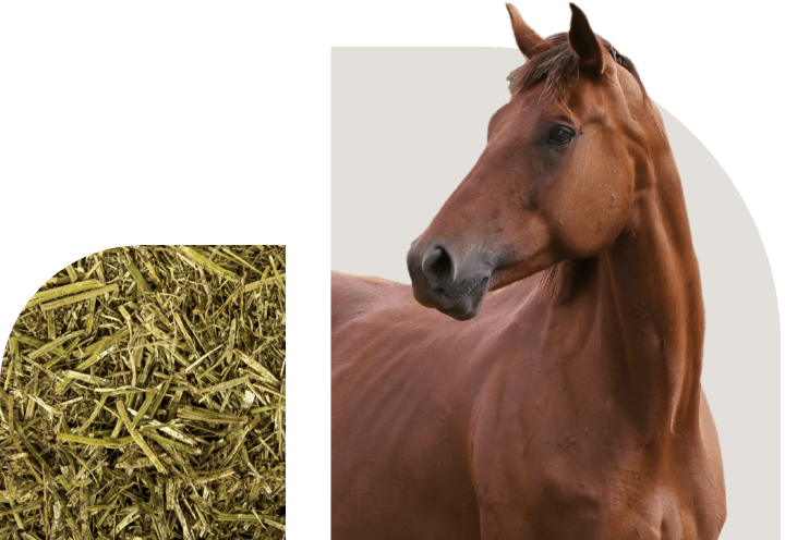 bild hoeveler sortiment pferdefutter raufutter